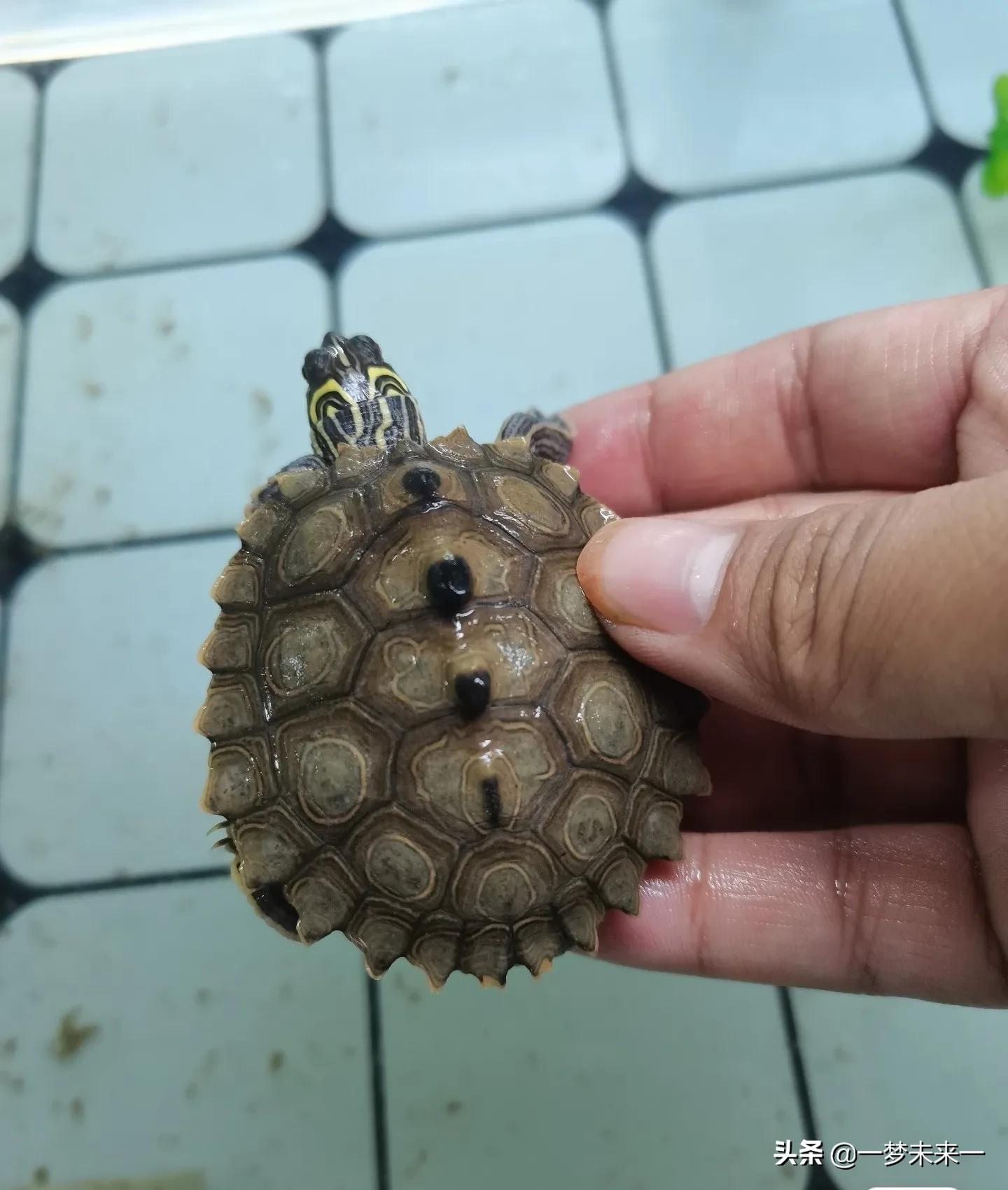 养二哈龟,二哈地图龟