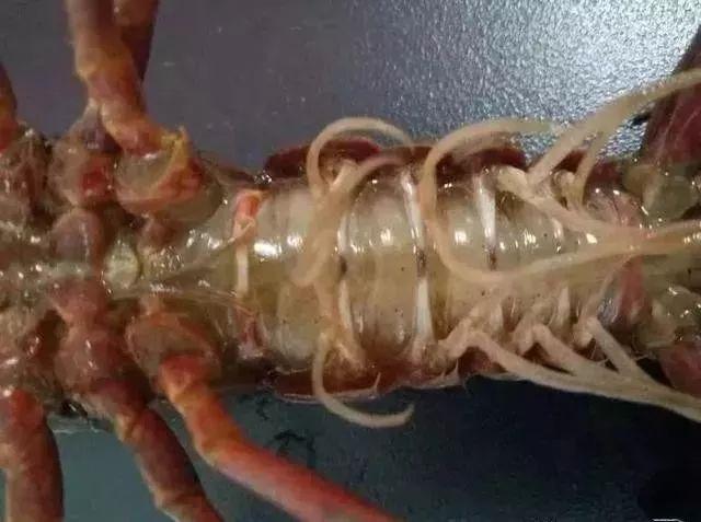 小龙虾是几月份开始产卵的,小龙虾有卵吗