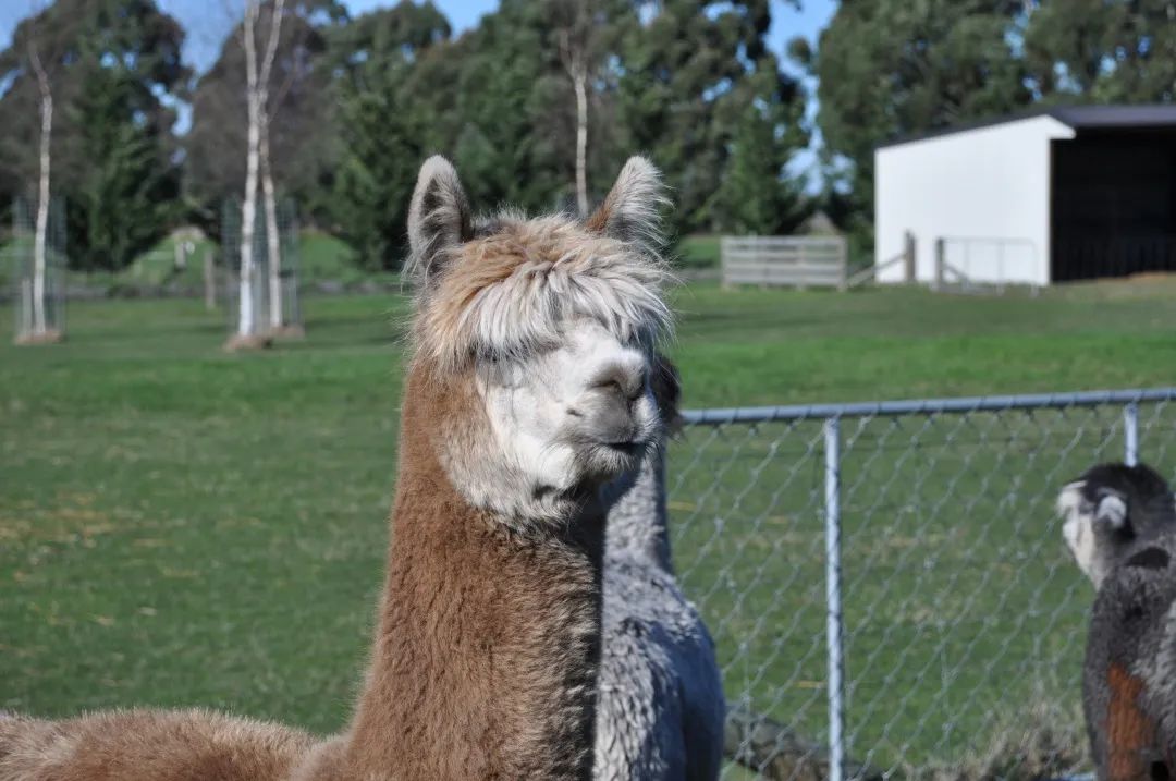 写给不被疫情束缚的心:用文字“云”游新西兰全境