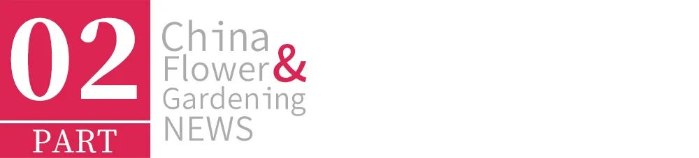 客单价高的绿植,最流行的球根花卉