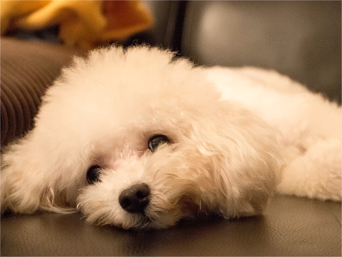 普安特宠物药消炎药,普安特宠物药怎么样