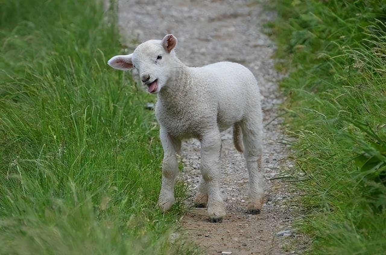 羊身上起脓包是怎么回事,羊身上长脓包是啥原因