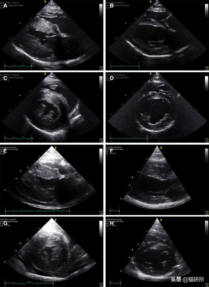 猫肥厚型心肌病分几期,猫得了hcm肥厚型心肌病
