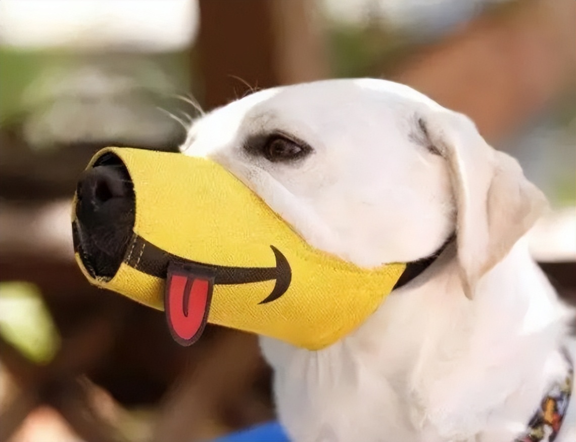 狗狗戴了嘴套对别的狗友好吗,狗狗嘴套可以防止它乱叫吗