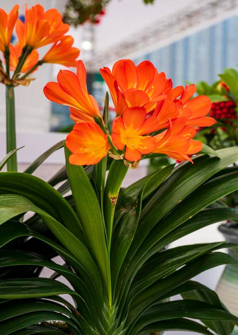 客厅买什么花放最好风水旺,客厅摆什么花容易招财运