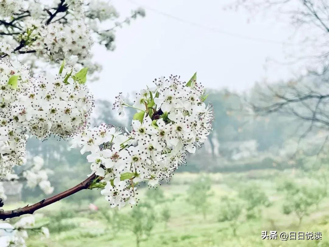 湖北荆州：石首“繁花”上大分↑即将刷爆朋友圈！