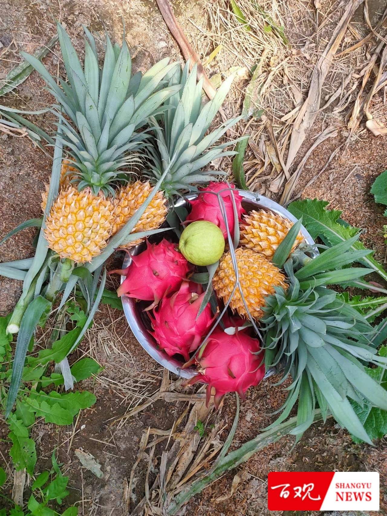 种植大户陈伟祥说：我要把“务农”这碗饭从苦吃到甜