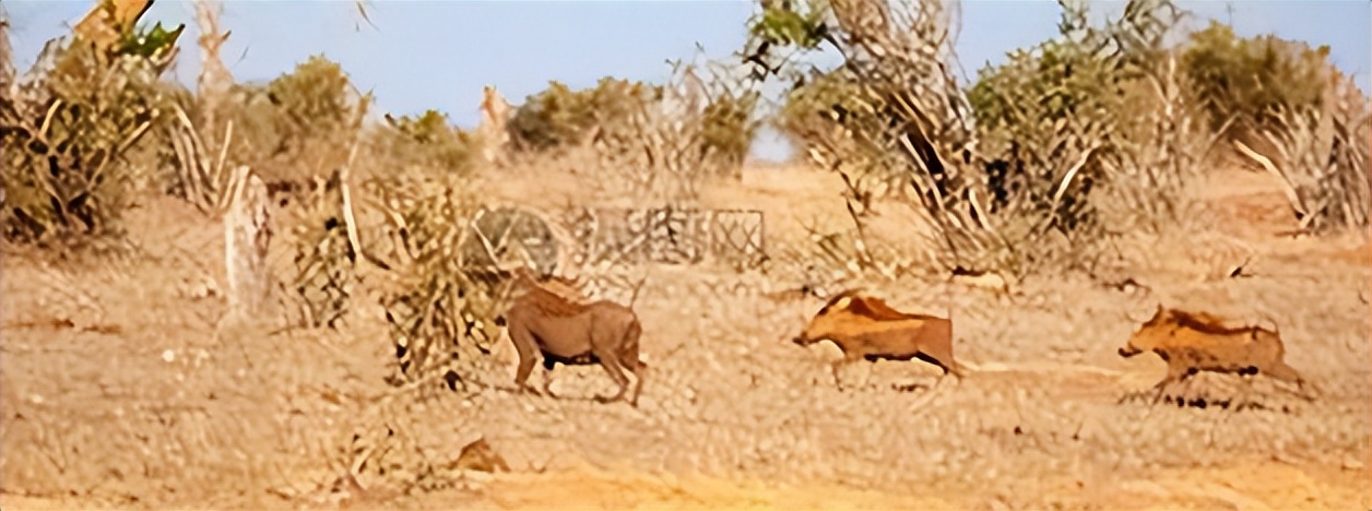 古希腊罗马文明对文化的影响,古希腊罗马为何不称为文明古国