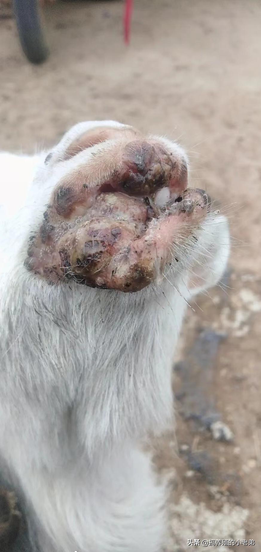 羊口疮传染性脓疱用什么药,羊口疮传染性脓疱症状