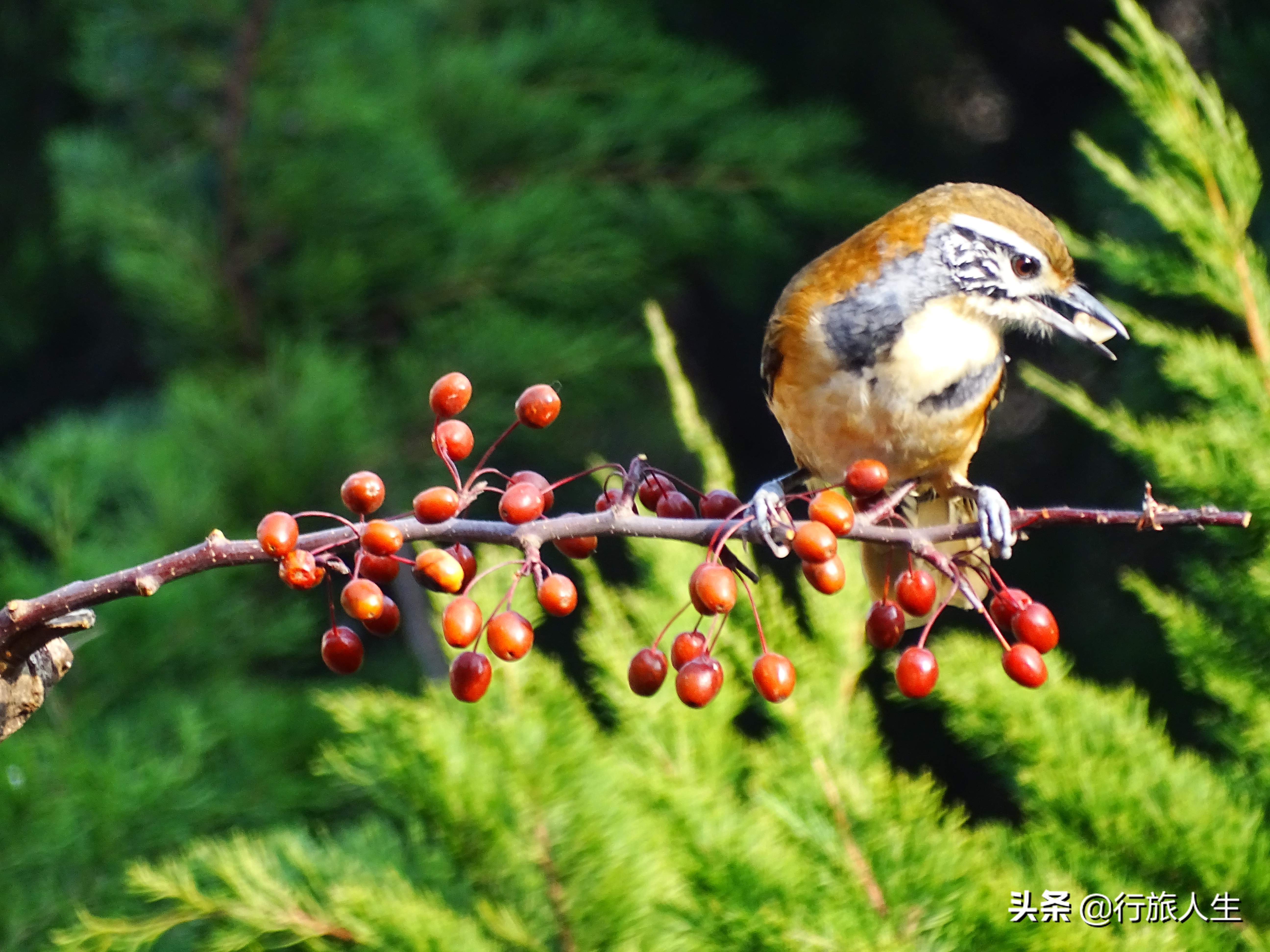 冬日的鸟儿文案,冬日鸟儿在树上图片