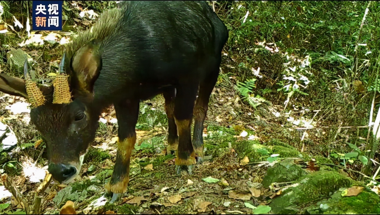我国发现秦岭神兽,中国深山发现的新神兽