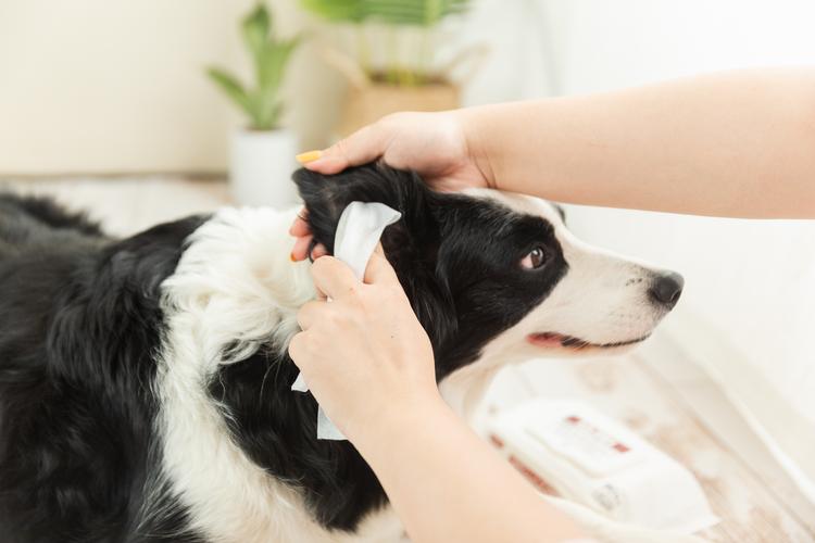 疫情期间怎样给宠物狗消毒,家有狗狗别乱消毒