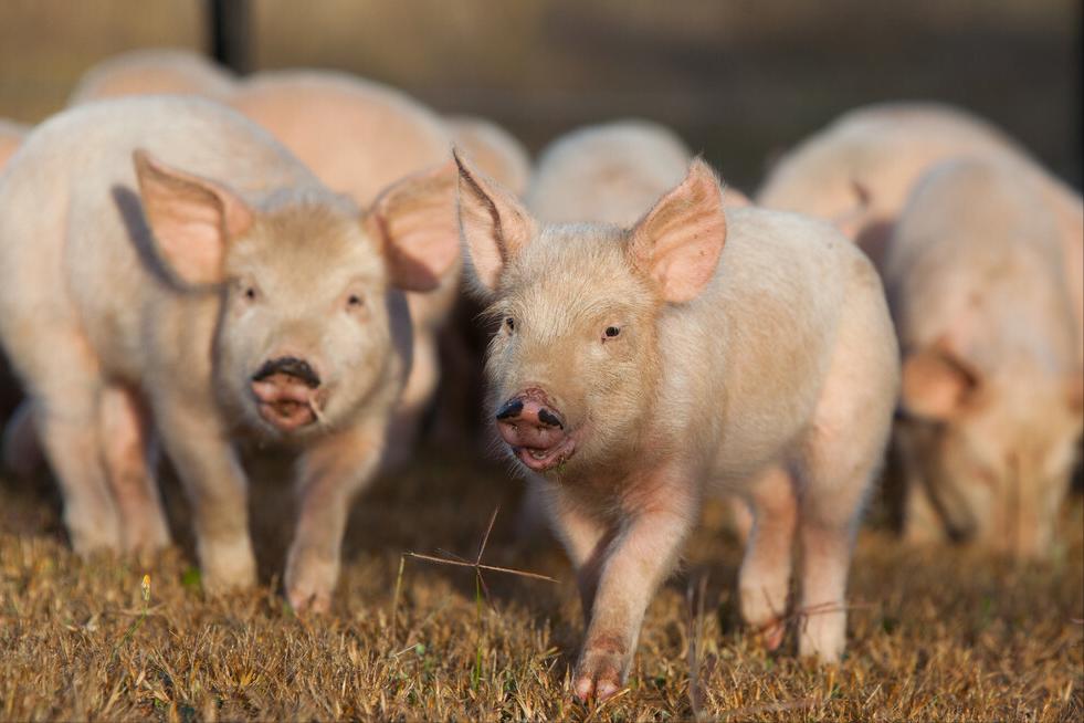 小猪断奶后拉肚子最好的解决方法,小猪断奶不吃食怎么解决