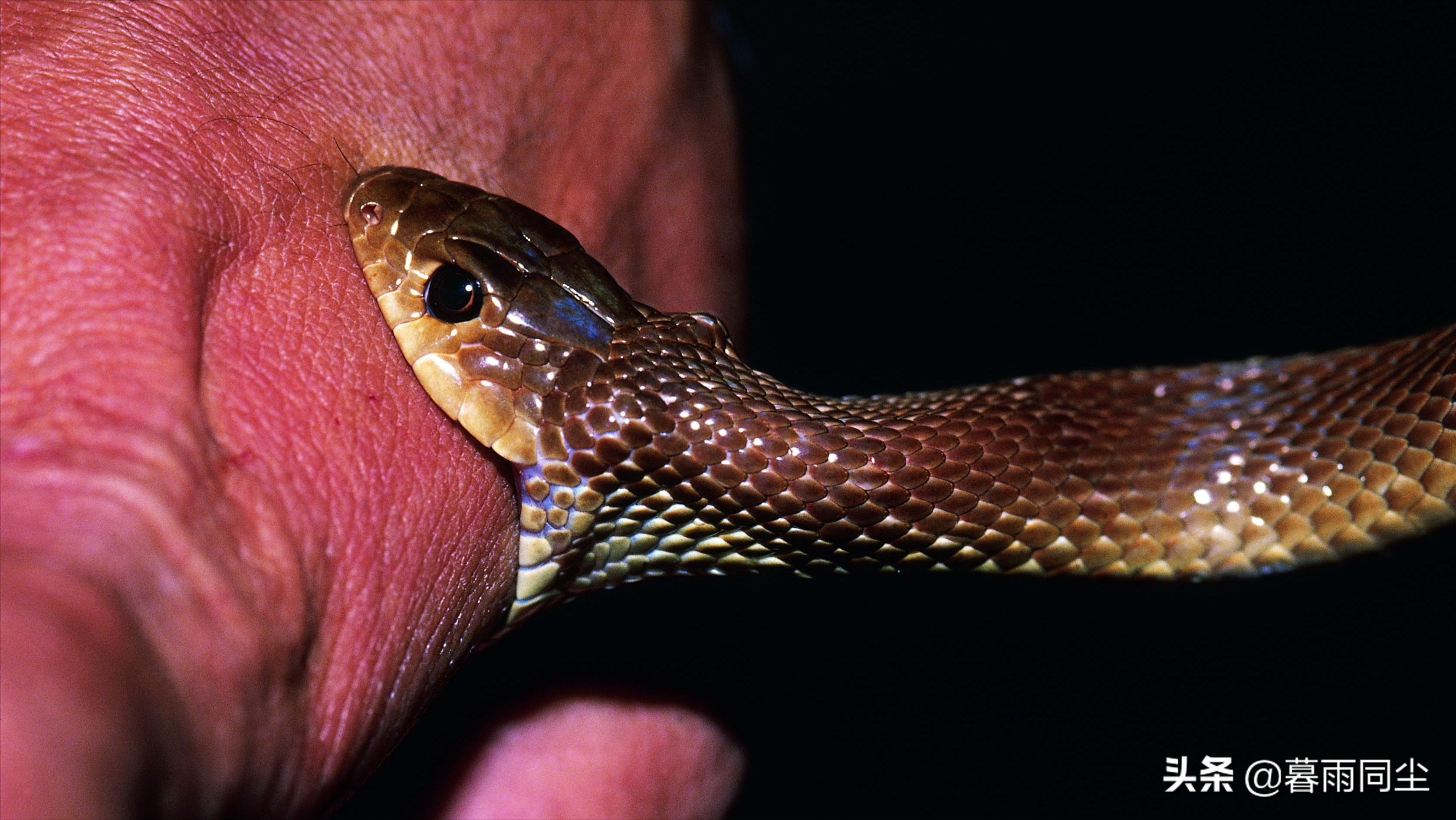 野外旅游怎么防蛇咬伤别人,野外防被蛇咬带什么药可保命