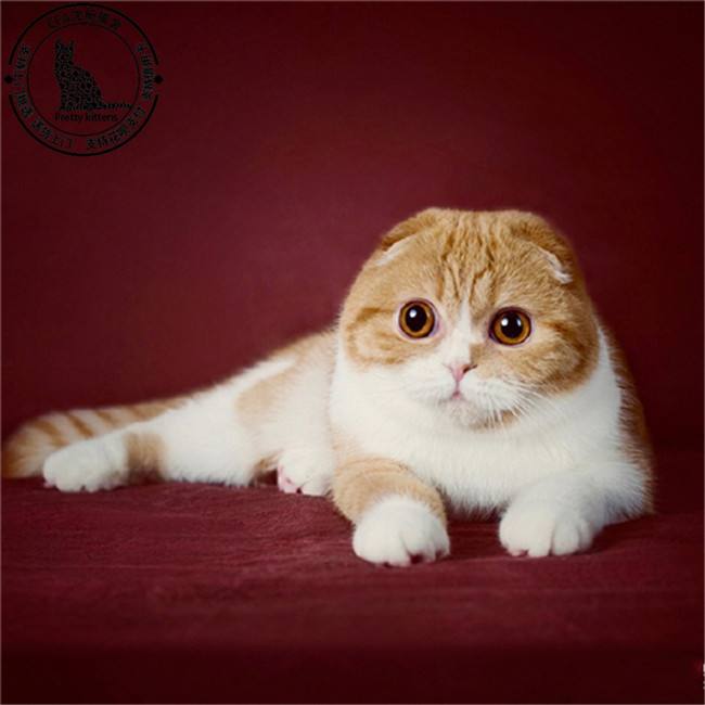 为什么不建议买成年折耳猫,折耳猫不能买吧