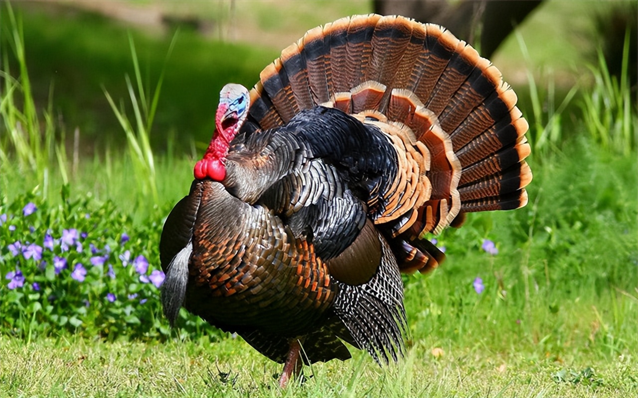 火鸡肉这么难吃为什么外国人吃,美国火鸡肉到底好不好吃