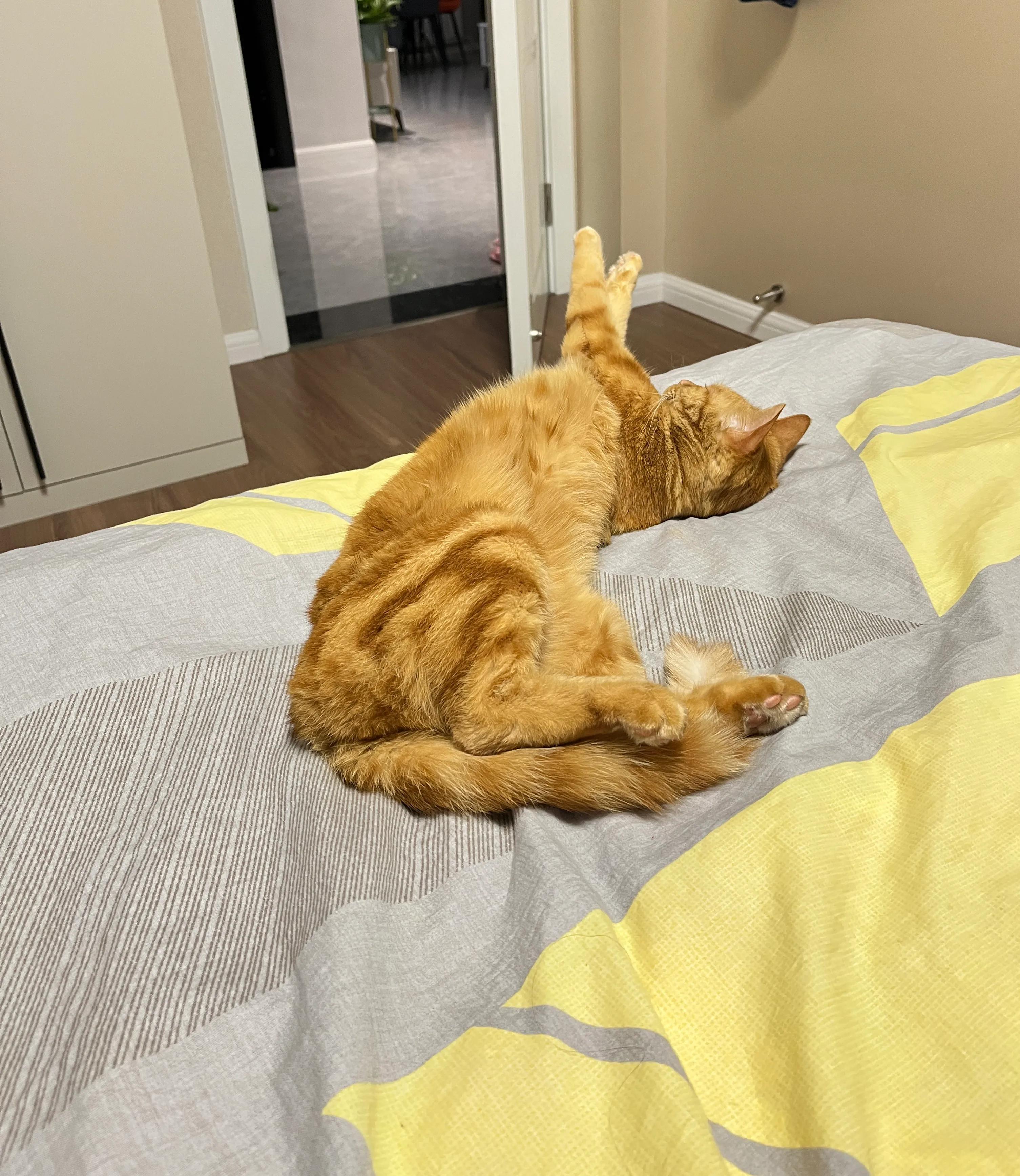 猫窝简笔画,猫窝麦当劳