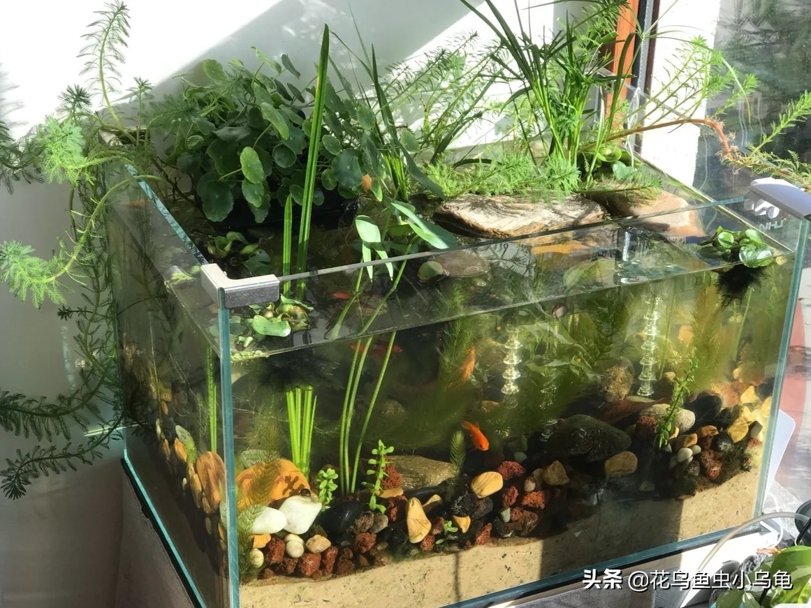 透明周转箱养龟环境布置,养龟不用过滤器怎么布置