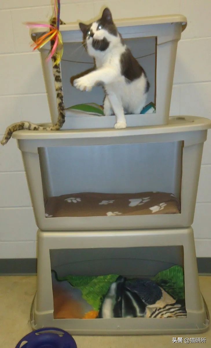 合租室友养猫哪里都是猫毛,合租养猫怎么让猫不吵到别人