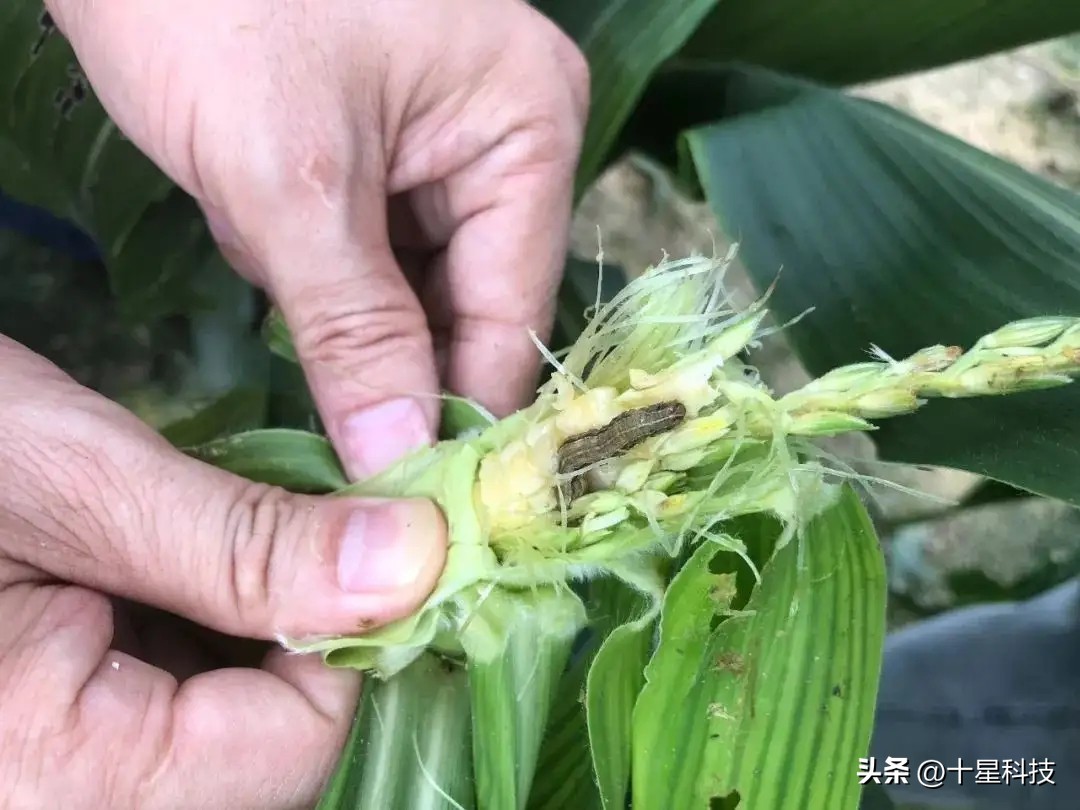 玉米抗虫品种审定,2022年抗虫的玉米种