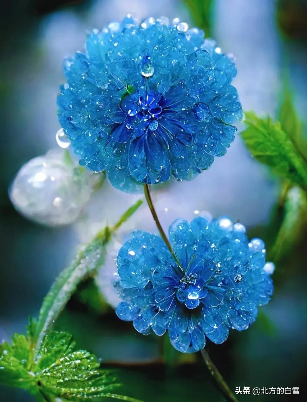 水晶花：如梦如幻