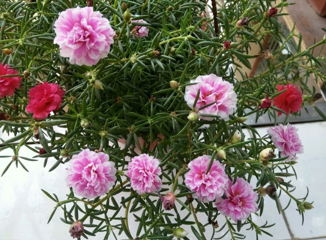 给花草换盆打理花草,给花卉换盆的四点注意事项是什么