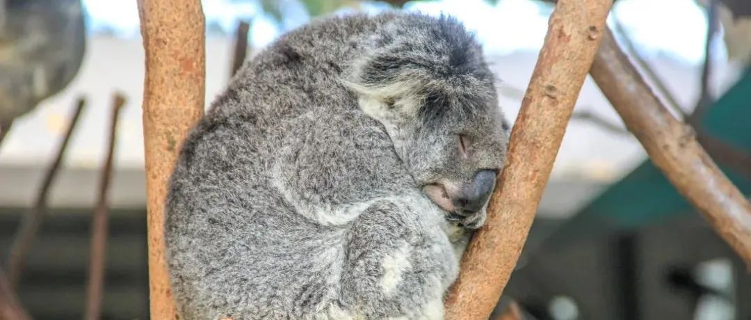 胎位不正中医调整法,胎位不正中医的方剂