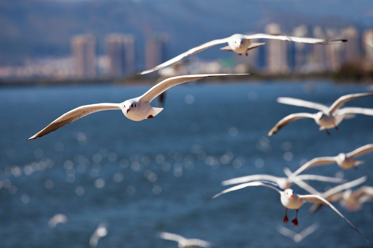 无锡看红嘴鸥附近有什么好玩的,游太湖喂红嘴鸥游玩攻略