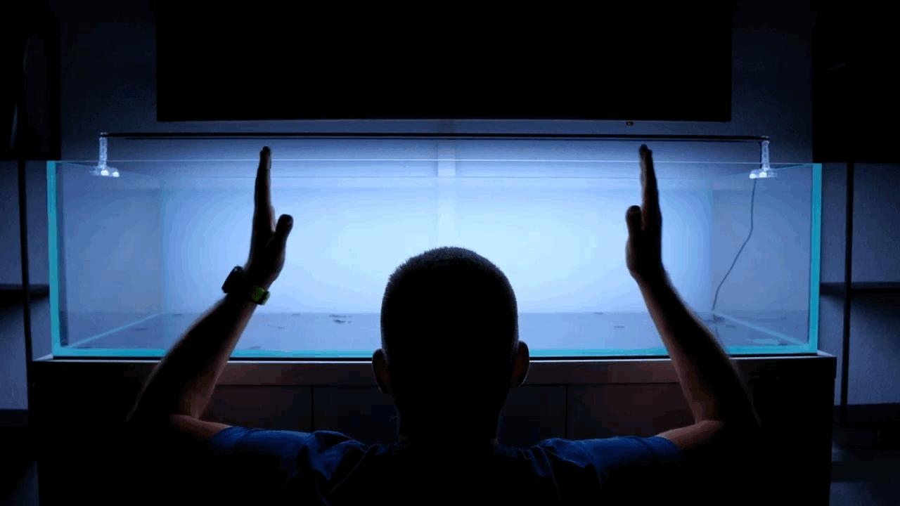 水草小缸养什么鱼最好,适合小型裸缸养的鱼