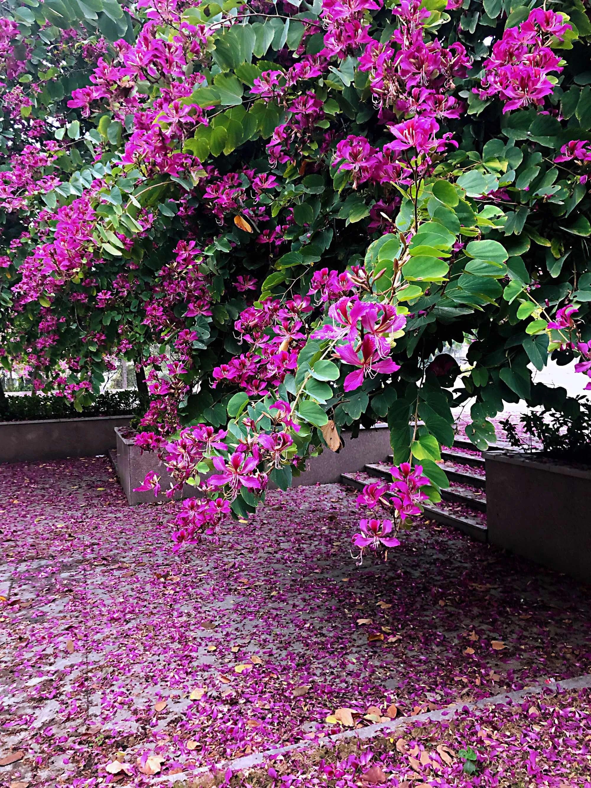 赏花旅游种什么花,春季去公园踏青上百种花让人眼花