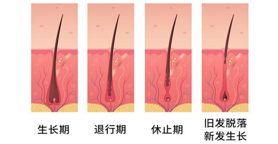 脱发的原因及防脱发小妙招,脱发原因及解决方法预防脱发