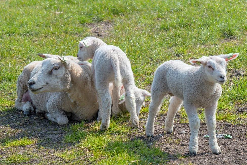 羊产后不吃食不反刍腹胀,羊产后不吃东西怎么办