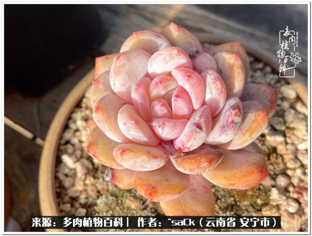 情不知所起一往而深歌曲,情不知所起一往而深完整版