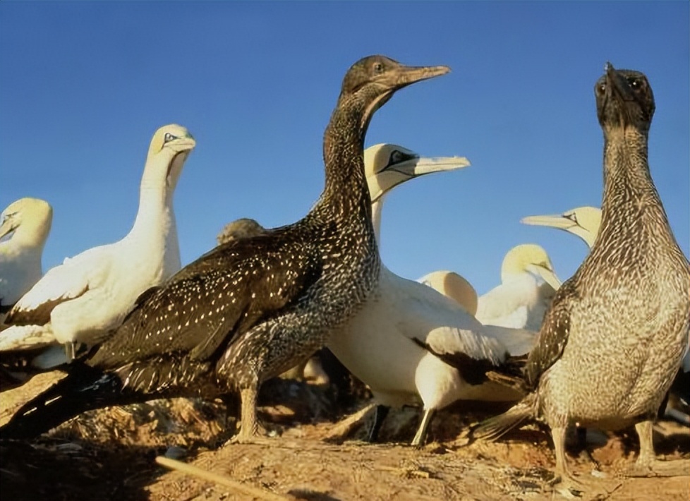 爱登堡的自然界,爱登堡效果