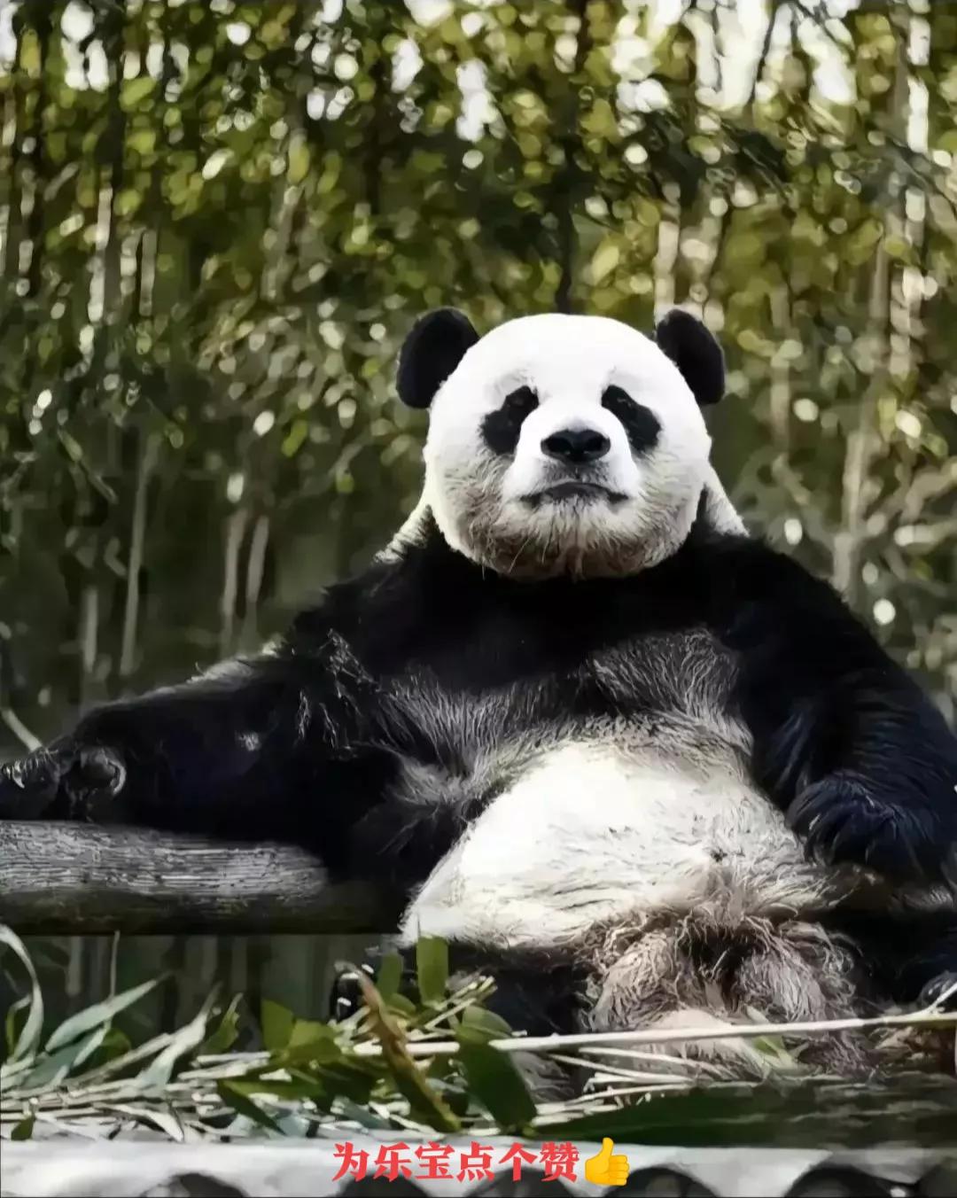 福宝是自然受孕的熊猫宝宝吗,爱宝和福宝自然受孕