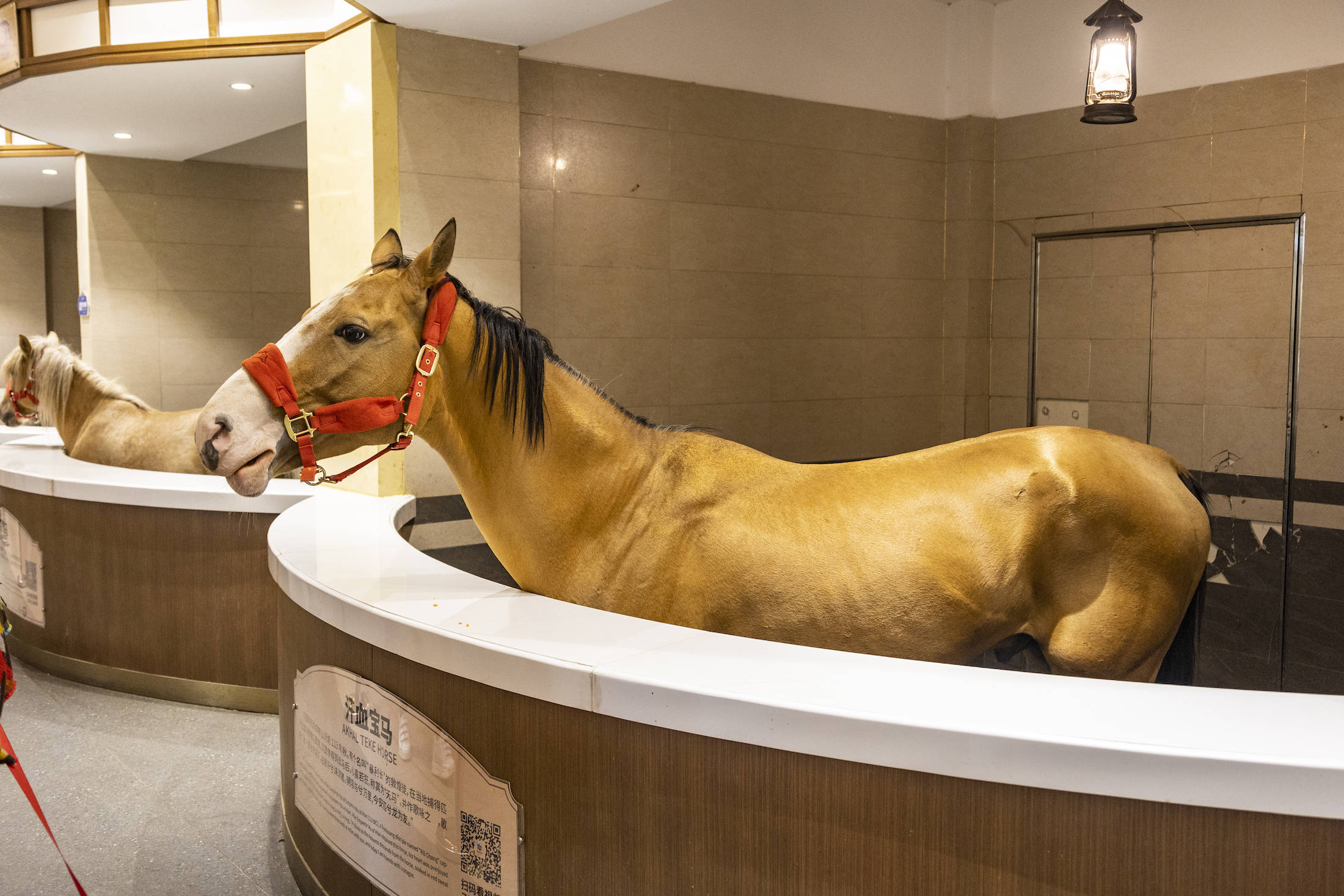 丰宁坝上草原的夏天,丰宁坝上草原夏天景色