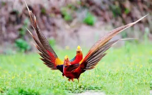 山西老农发现凤凰,山西老农发现2只凤凰精心养4年