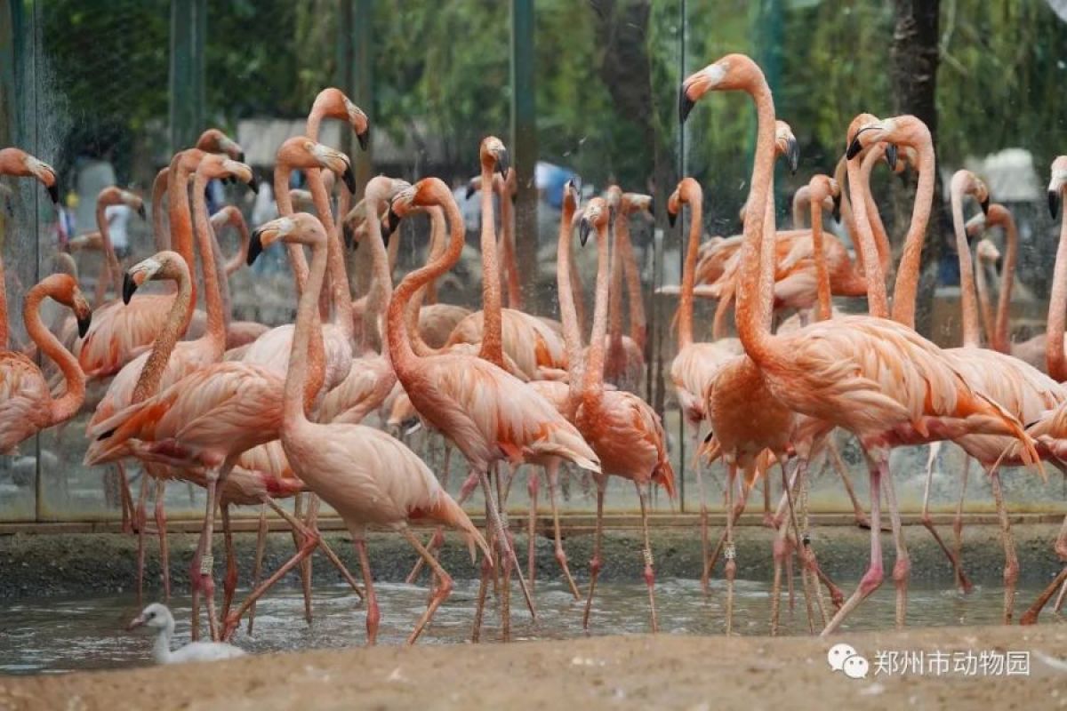 元宵节不出郑州能去哪里玩,郑州元宵节攻略