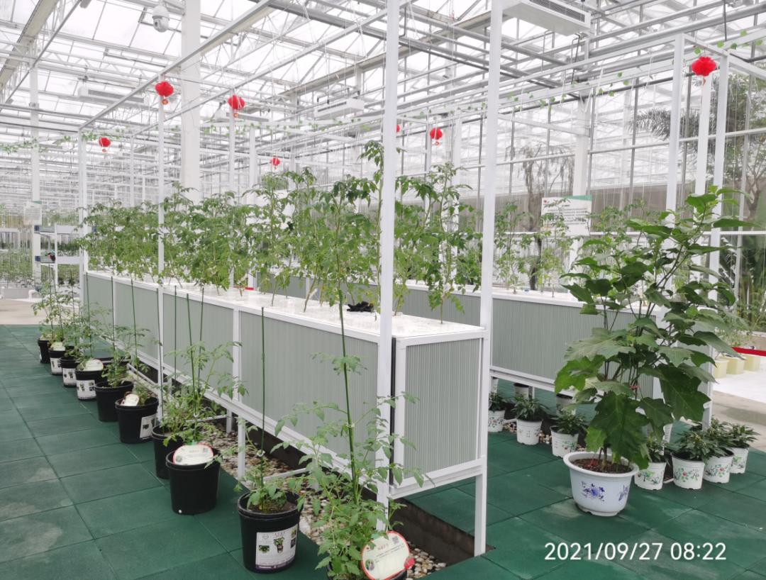 农业技术大讲堂之番茄的种植技术,连云港番茄无土栽培