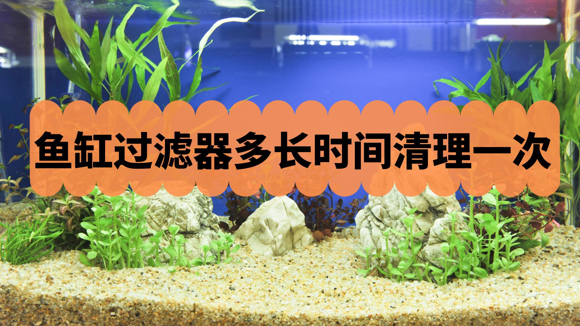 鱼缸过滤器多久洗一次比较好,鱼缸过滤器多久清理一次
