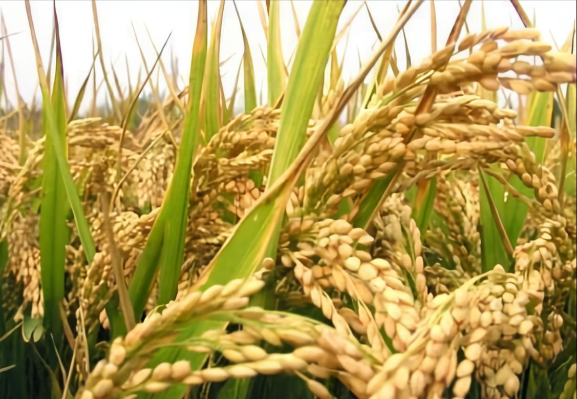 水稻种植技术研究中心,水稻种植技术与管理