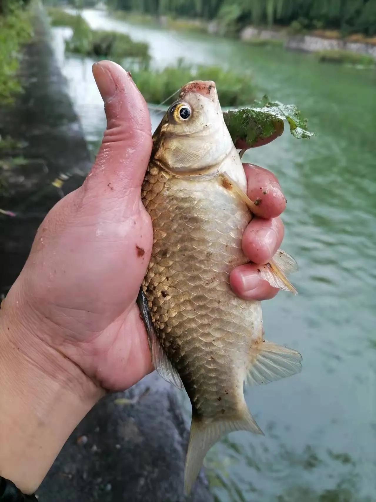 钓界丑闻，李大毛和爱徒“直播对骂”，扯出张姨是炒作吗？