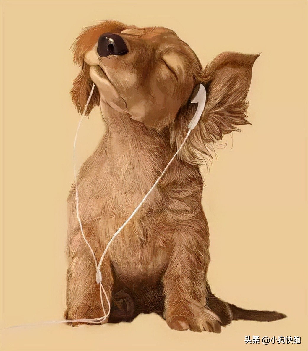 狗狗换了新环境一直叫怎么办,主人不在家狗狗一直叫怎么办