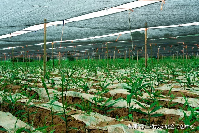 新型家庭农场的致富路,家庭农场的发展红利又将迎来高潮