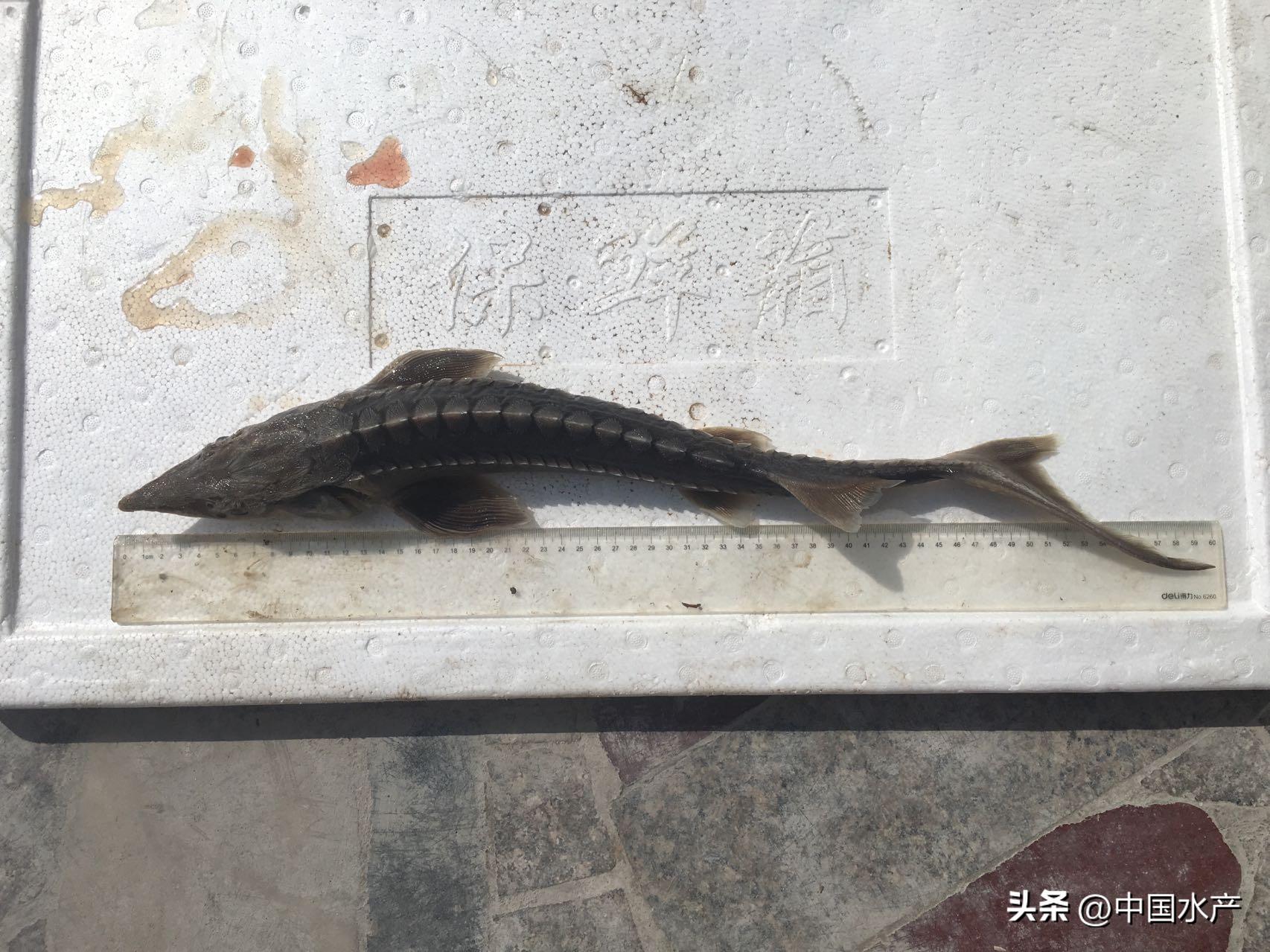 水生外来物种入侵防控工作方案,水生动物防疫