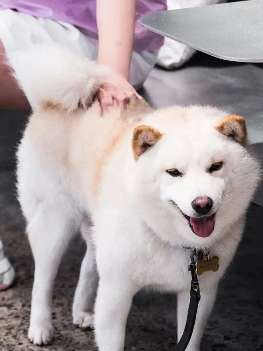 魔都宠物天地,魔都周边宠物友好景区