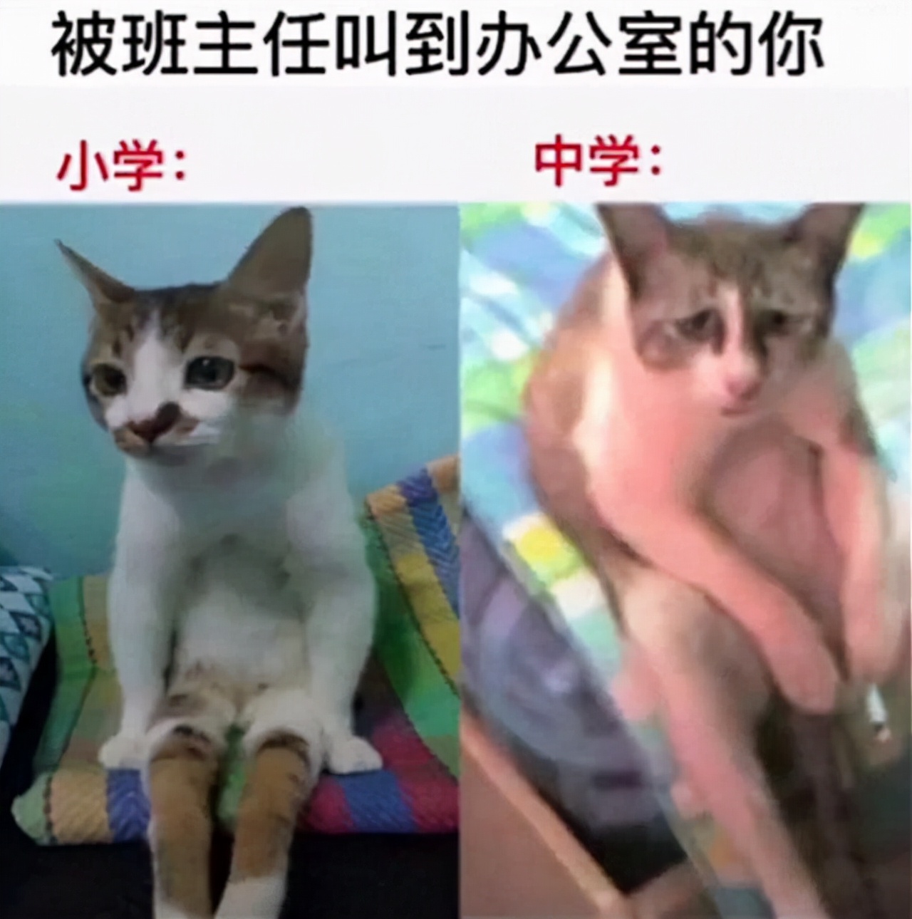 自己在玉米地里突然发现了个洞,在玉米地里迷路了怎么办