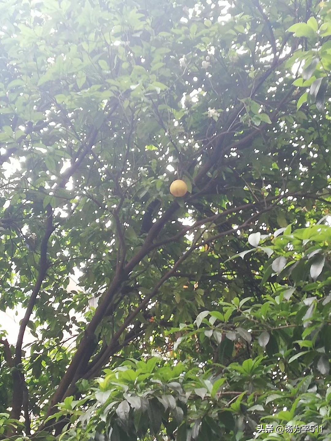 诗意香橼花（并柑橘橙柚花）