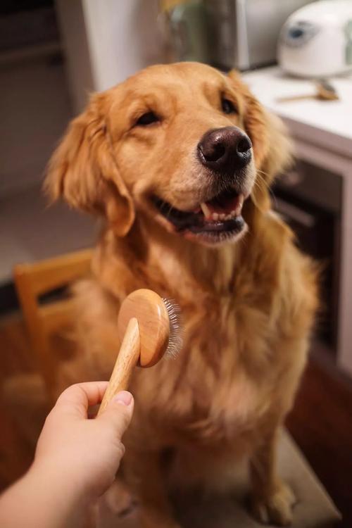 为什么狗狗会有口臭,狗狗为什么有狗味