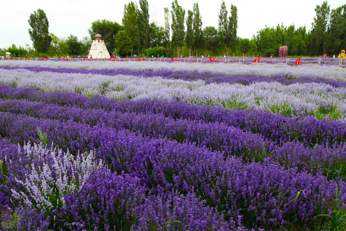 不到*疆新**，不知中国之大，不包邮的*疆新**到底有多大？